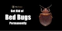 Max Bed Bug Control Perth image 2